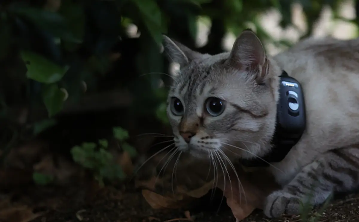 gps-halsband-katt-hund