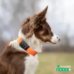 minfinder-atto-pro-hund