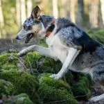 minifinder-atto-pro-hund-gps-1