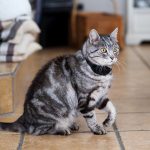 minifinder-atto-pro-katt-gps-1