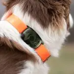 minifinder-vexo-gps-hundpejl