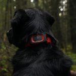 MiniFinder-Rex-Dog-VM