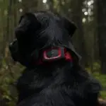 MiniFinder-Rex-Dog-VM