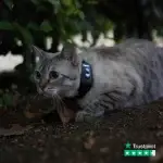 katt-gps-atto