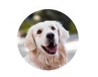 profil-hund profil-hund